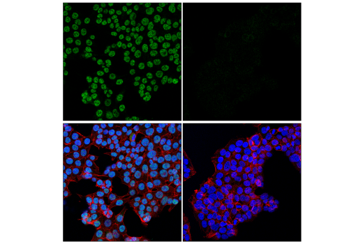 Immunofluorescence Image 1: Cyclin C (E6V4Z) Rabbit Monoclonal Antibody (BSA and Azide Free)