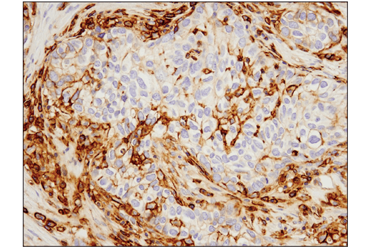 Immunohistochemistry Image 3: 4F2hc/SLC3A2 (D5U4G) Rabbit Monoclonal Antibody