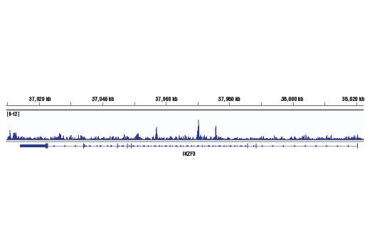 Chromatin Immunoprecipitation Image 1: Helios (D8W4X) Rabbit Monoclonal Antibody