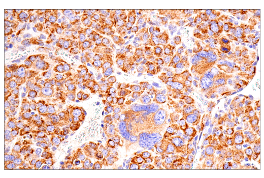 Immunohistochemistry Image 7: Maoa (E3L3B) Rabbit Monoclonal Antibody