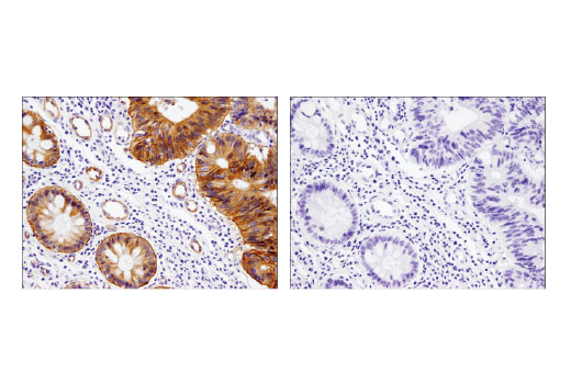 undefined Image 19: Integrin Antibody Sampler Kit