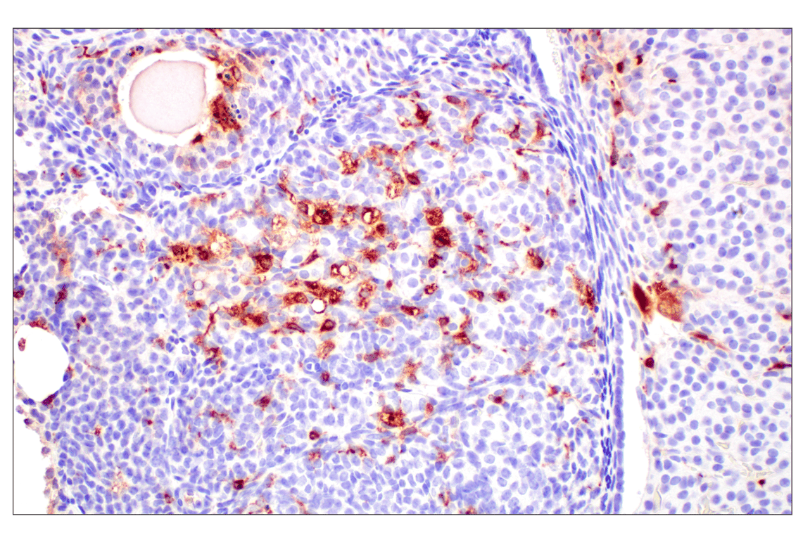 Immunohistochemistry Image 3: C1QB (E3U6X) Rabbit Monoclonal Antibody