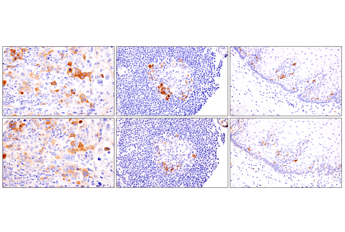 Immunohistochemistry Image 8: Cyclin B1 (F7U1O) Rabbit Monoclonal Antibody