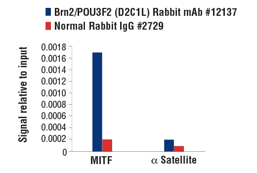 Chromatin Immunoprecipitation Image 3: Brn2/POU3F2 (D2C1L) Rabbit Monoclonal Antibody
