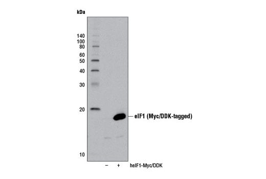 Western Blotting Image 2: eIF1 (D7G3L) Rabbit Monoclonal Antibody