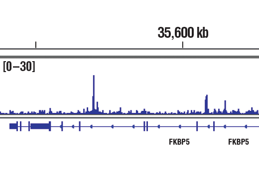 Chromatin Immunoprecipitation Image 1: Progesterone Receptor A/B (D8Q2J) Rabbit Monoclonal Antibody