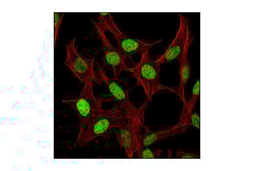 Immunofluorescence Image 1: Histone H2A.Z Antibody