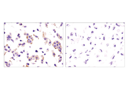 Immunohistochemistry Image 3: EphB4 (D1C7N) Rabbit Monoclonal Antibody (BSA and Azide Free)