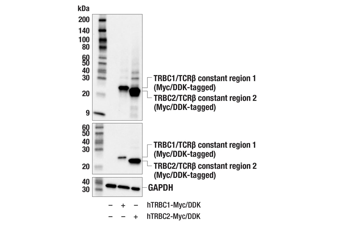 Western Blotting Image 3: TRBC/TCR beta (E9I1S) Rabbit Monoclonal Antibody