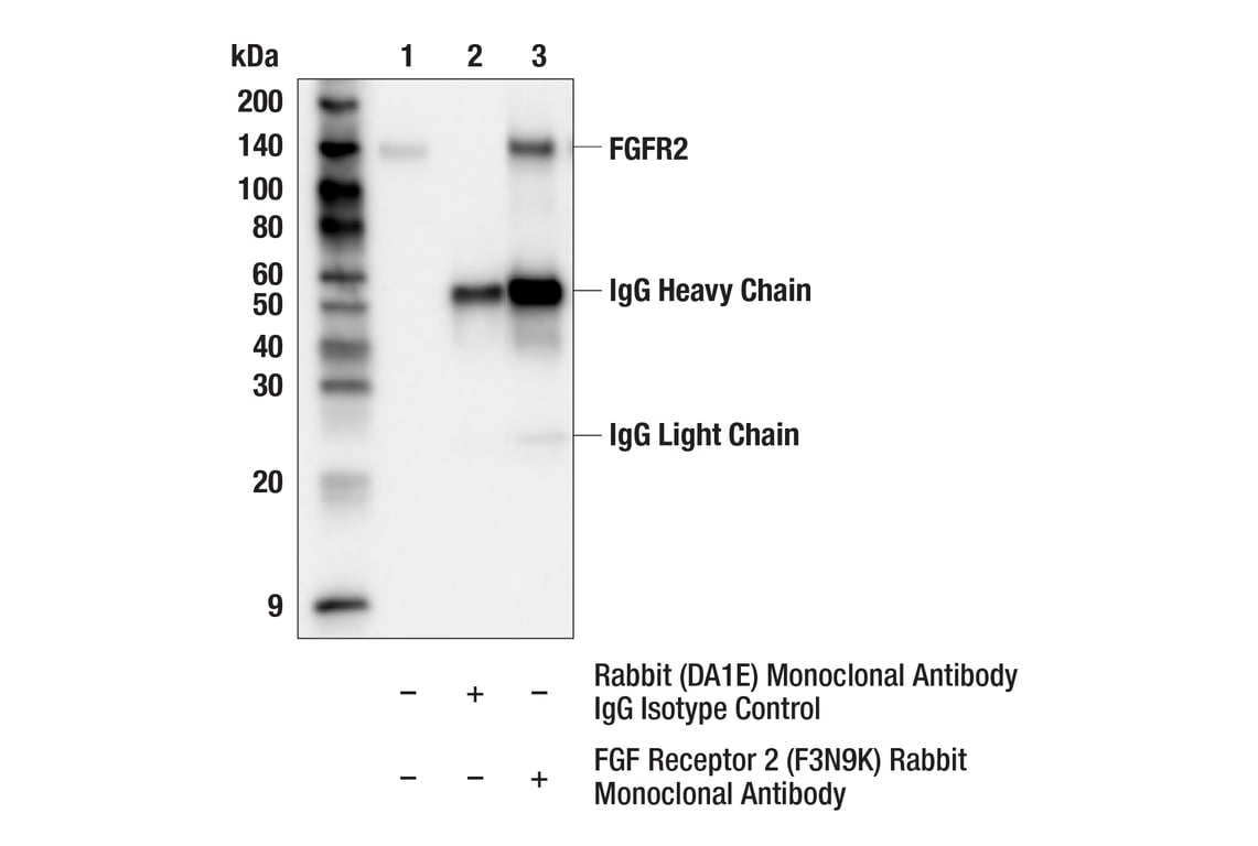 Immunoprecipitation Image 1: FGF Receptor 2 (F3N9K) Rabbit Monoclonal Antibody