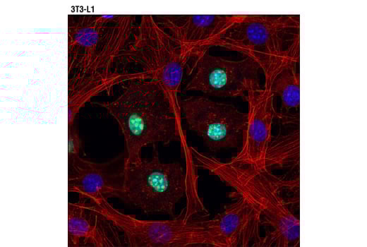 Immunofluorescence Image 2: C/EBP alpha (D56F10) Rabbit Monoclonal Antibody