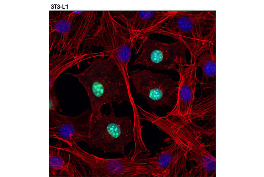 Immunofluorescence Image 2: C/EBPα (D56F10) XP<sup>®</sup> Rabbit mAb
