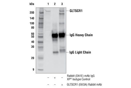 undefined Image 8: Non-Canonical BAF Complex Antibody Sampler Kit