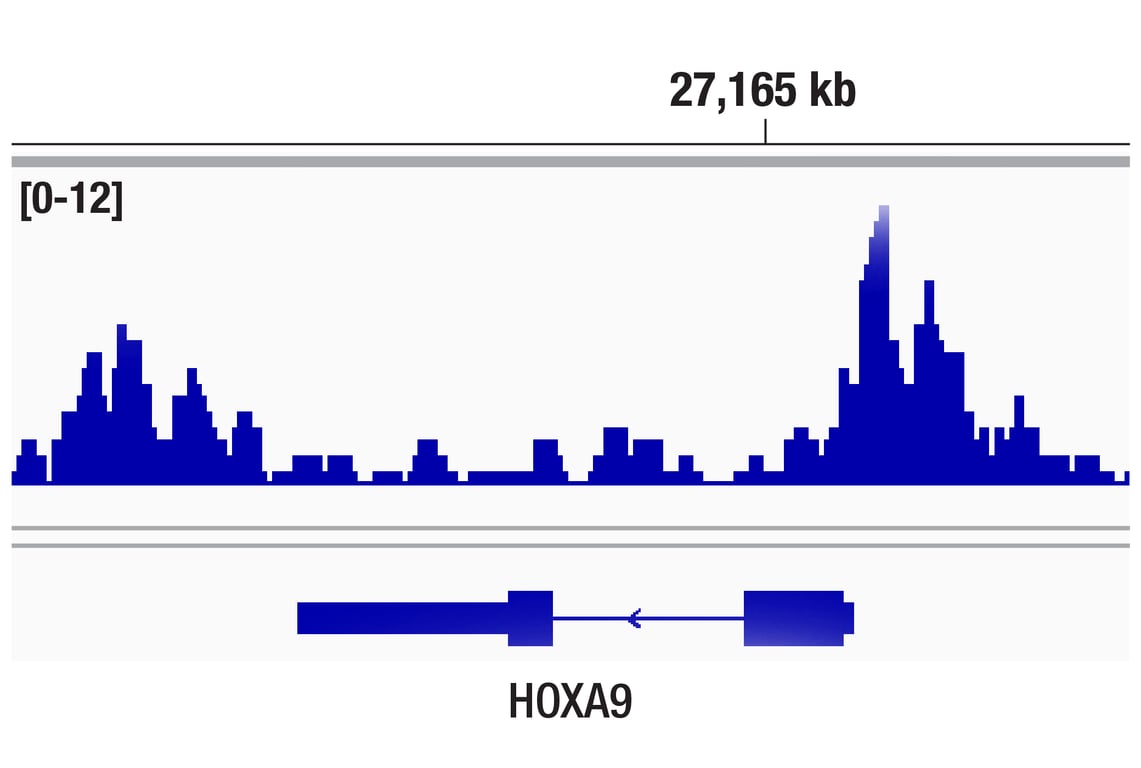 undefined Image 75: Polycomb Group Antibody Sampler Kit