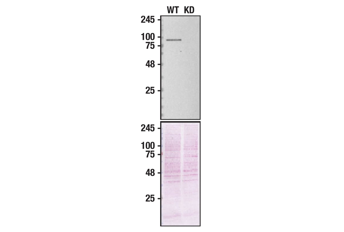 Western Blotting Image 2: VCP (7F3) Rabbit Monoclonal Antibody