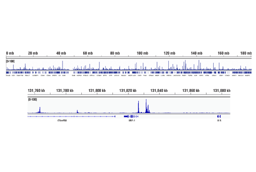 undefined Image 67: Human Reactive M1 vs M2 Macrophage IHC Antibody Sampler Kit