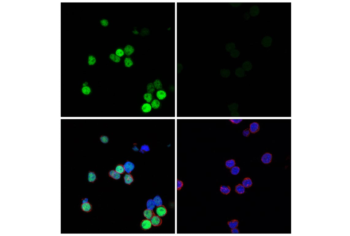 Immunofluorescence Image 1: NeuroD1 (E3E4F) Rabbit Monoclonal Antibody
