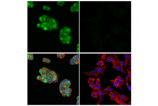 Immunofluorescence Image 1: IRF-8 (E8X4K) Rabbit Monoclonal Antibody (BSA and Azide Free)