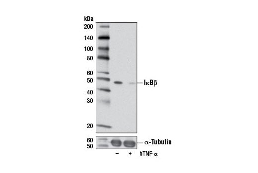 Western Blotting Image 2: IkappaB beta (7B4) Mouse Monoclonal Antibody