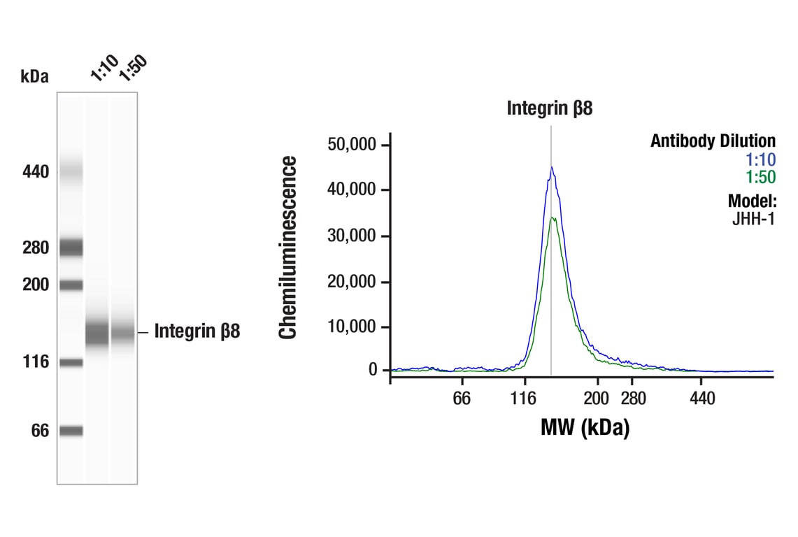 Western Blotting Image 1: Integrin beta8 (F1H4B) Rabbit Monoclonal Antibody