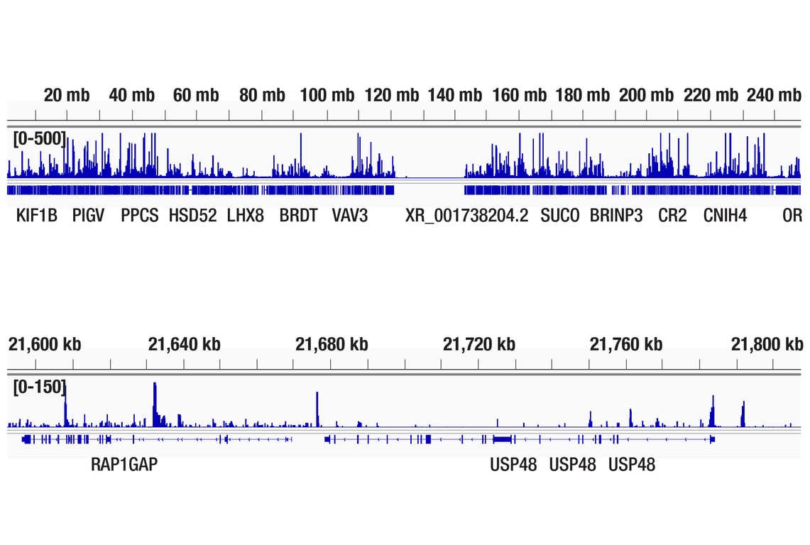 CUT & Tag Image 2: GATA-2 (E8B5C) Rabbit Monoclonal Antibody