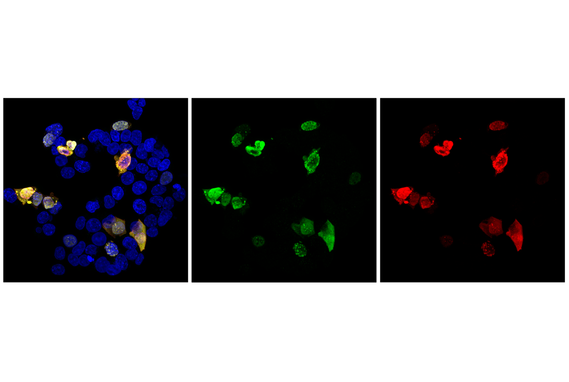Immunofluorescence Image 1: VCre Recombinase (F3Q3G) Rabbit Monoclonal Antibody