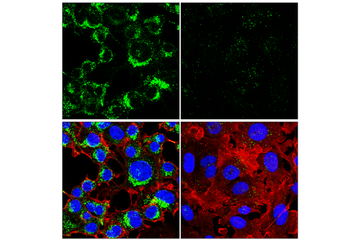 Immunofluorescence Image 1: LIMP-2/SCARB2 (E2Z5F) Rabbit Monoclonal Antibody (BSA and Azide Free)