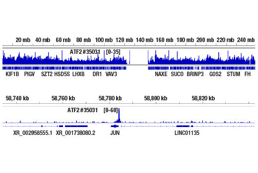 Chromatin Immunoprecipitation Image 2: ATF-2 (D4L2X) Rabbit Monoclonal Antibody
