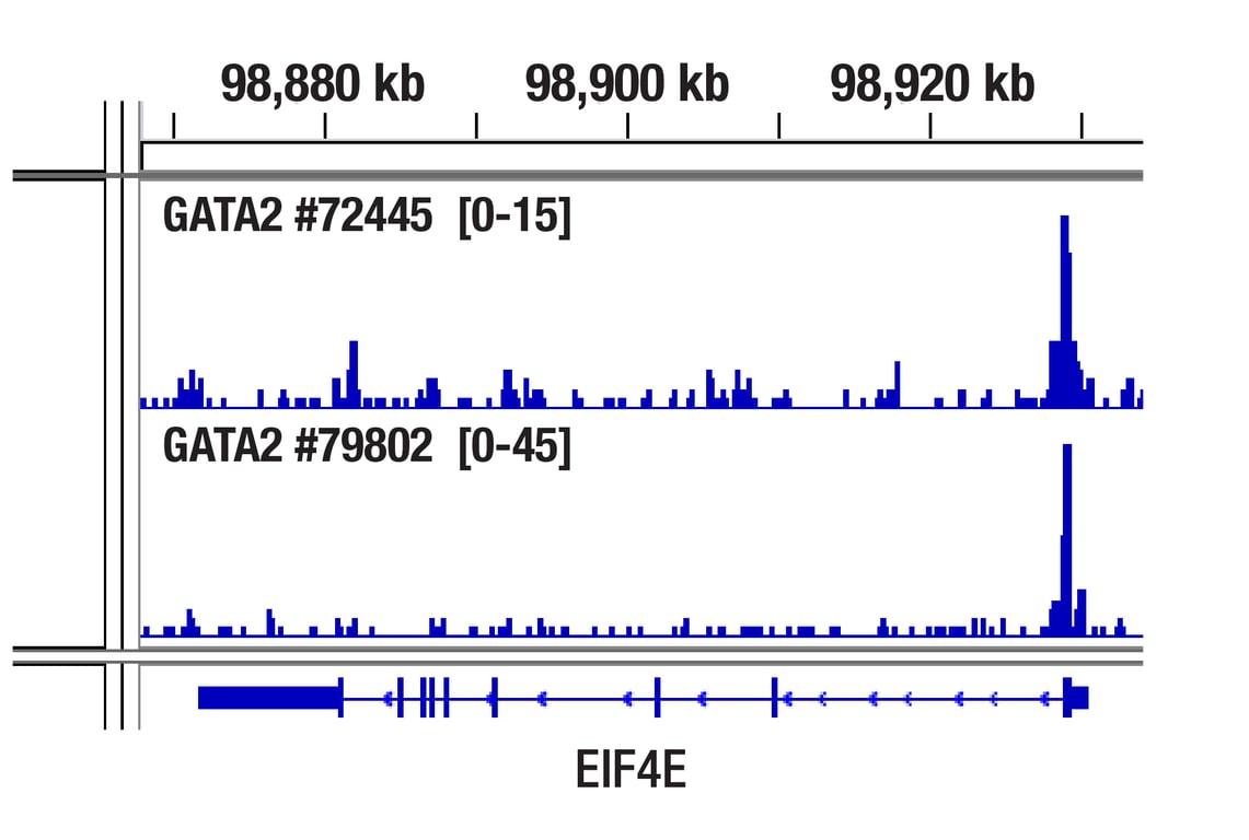 CUT & RUN Image 1: GATA-2 (E8B5C) Rabbit Monoclonal Antibody