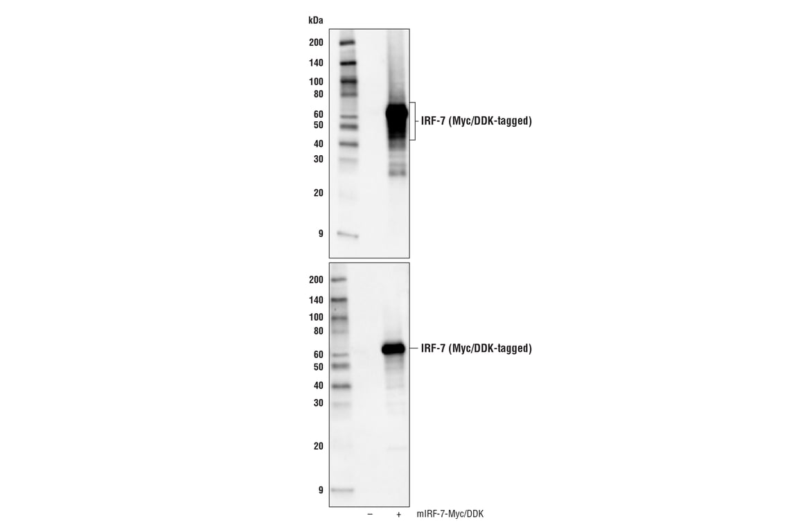 Western Blotting Image 2: IRF-7 (D8V1J) Rabbit Monoclonal Antibody