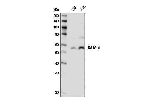 Western Blotting Image 1: GATA-6 (D61E4) XP<sup>®</sup> Rabbit mAb