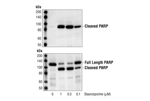 undefined Image 2: Staurosporine