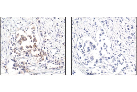Immunohistochemistry Image 3: Ezrin Antibody