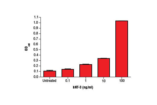 undefined Image 1: Human Neurotrophin-3 (hNT-3)