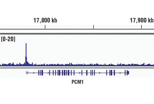 Chromatin Immunoprecipitation Image 1: EGR1 (44D5) Rabbit Monoclonal Antibody