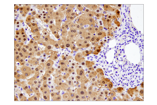 Immunohistochemistry Image 1: Arginase-1 (D4E3M) Rabbit Monoclonal Antibody (BSA and Azide Free)