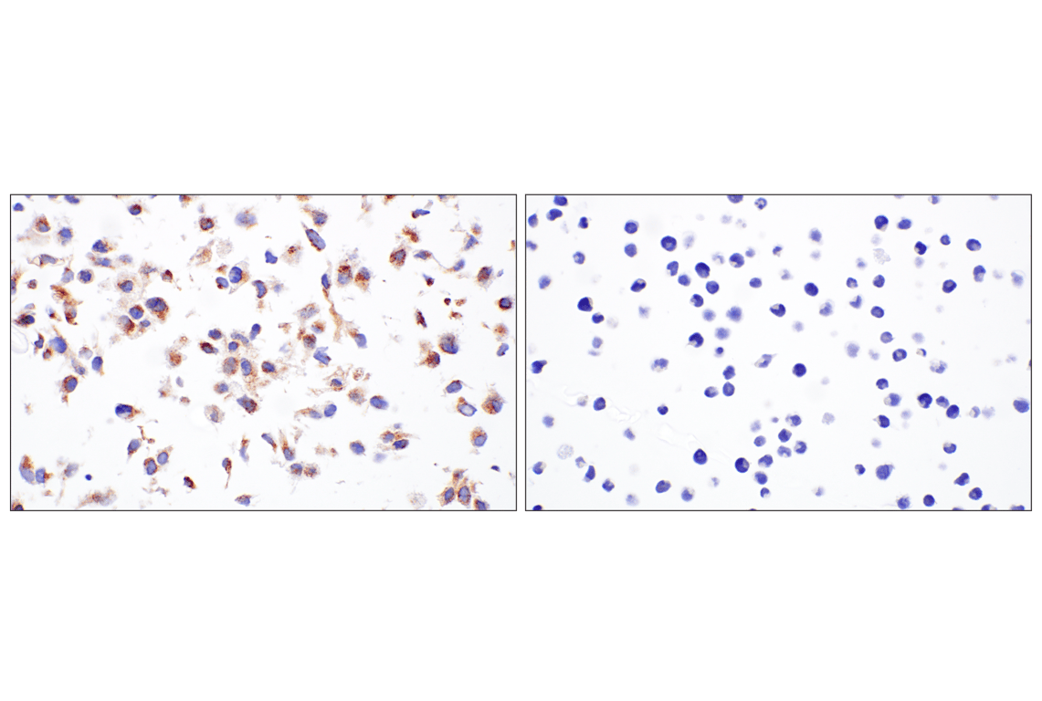 Immunohistochemistry Image 12: Presenilin 2 (F7E5Q) Rabbit Monoclonal Antibody