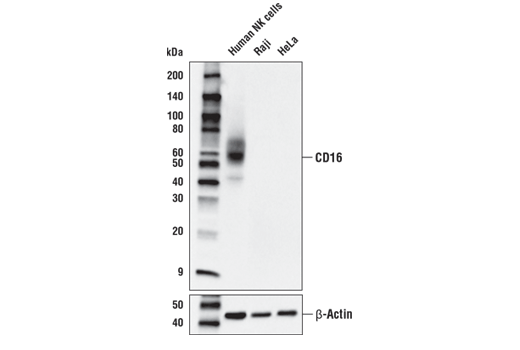 【売れ筋】 CD16 (D5Q8N) Rabbit mAb | Cell Signaling Technology K-POP・アジア