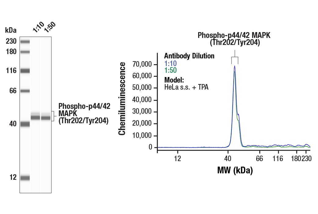 undefined Image 57: ALK Activation Antibody Sampler Kit