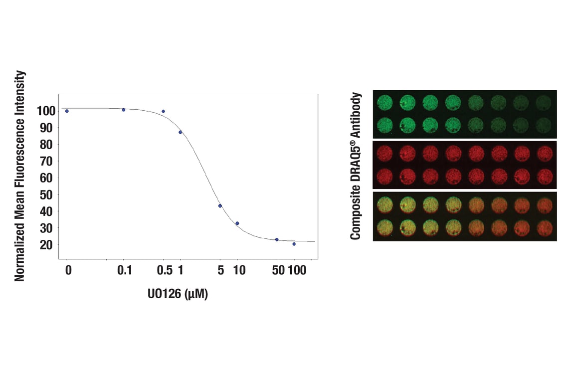 ICW Image 1: Anti-rabbit IgG (H+L) (DyLight<sup>®</sup> 800 4X PEG Conjugate)