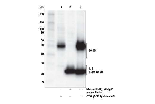 Immunoprecipitation Image 1: OX40 (ACT35) Mouse Monoclonal Antibody