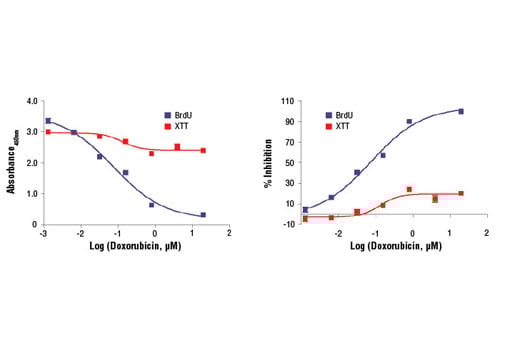 undefined Image 2: XTT Cell Viability Kit
