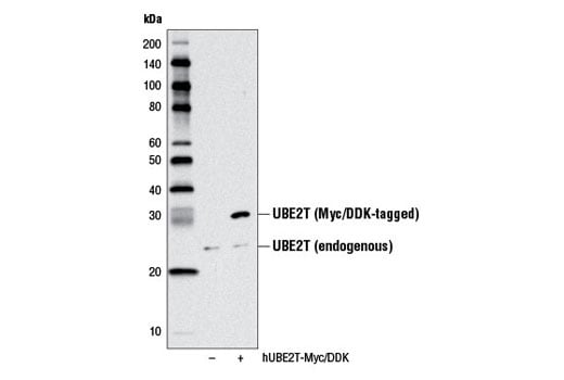 Western Blotting Image 2: UBE2T (D2L7H) Rabbit Monoclonal Antibody