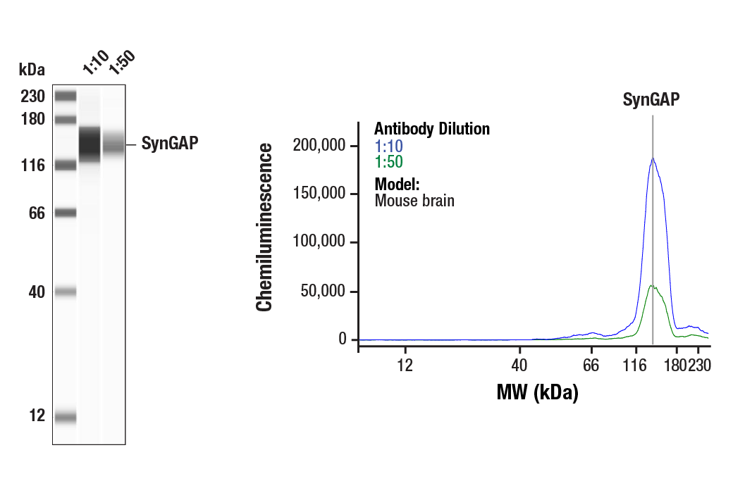 Western Blotting Image 1: SynGAP Antibody
