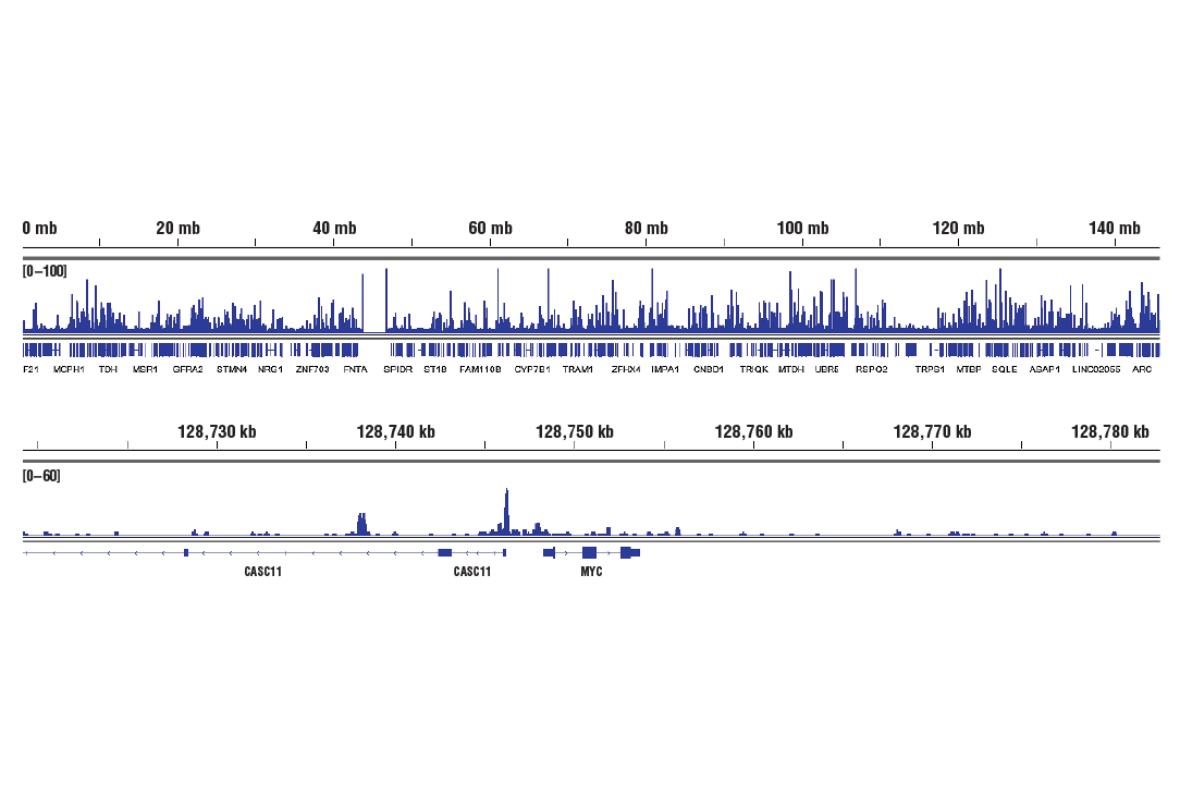 CUT & RUN Image 2: CTCF (D31H2) Rabbit Monoclonal Antibody