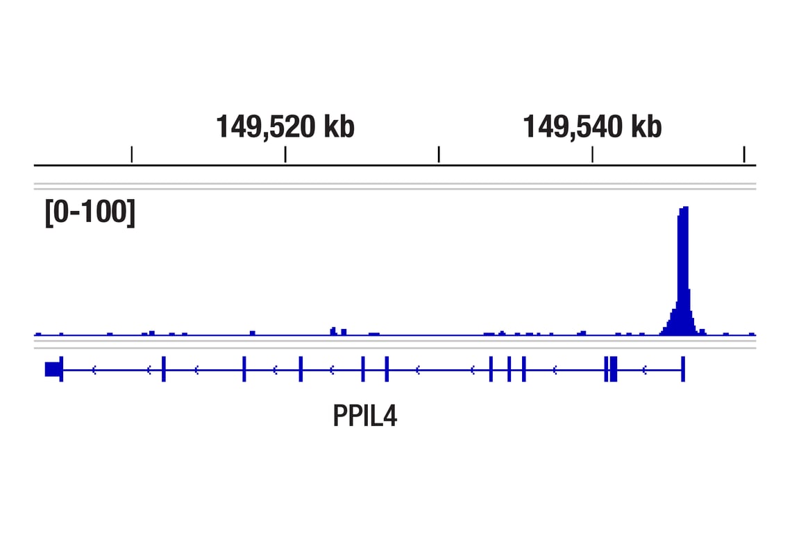 CUT & RUN Image 2: CREB (D76D11) Rabbit Monoclonal Antibody