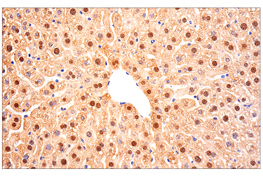 Immunohistochemistry Image 6: SOD1 (E4G1H) Rabbit Monoclonal Antibody