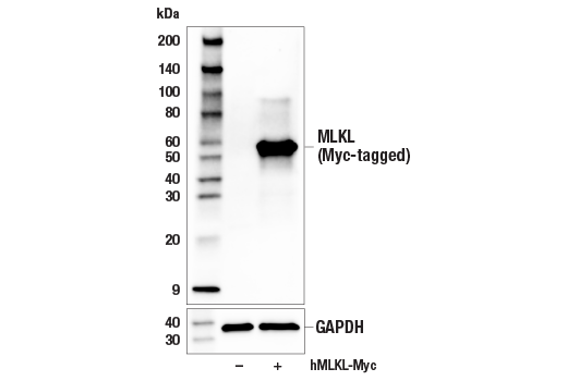Western Blotting Image 2: MLKL (E7V4W) Mouse Monoclonal Antibody (BSA and Azide Free)