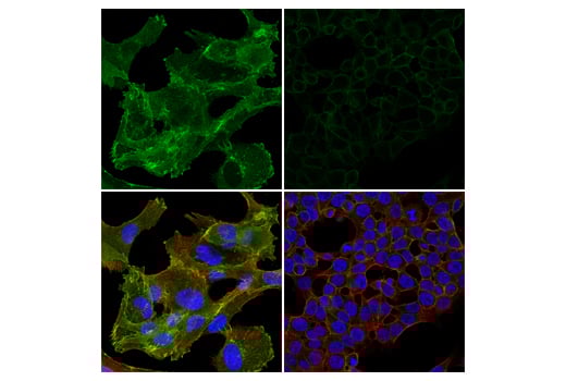 Immunofluorescence Image 1: Syntaxin-4 (E6W7B) Rabbit Monoclonal Antibody