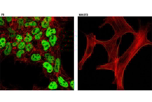 Immunofluorescence Image 1: Nanog (D2A3) Rabbit Monoclonal Antibody